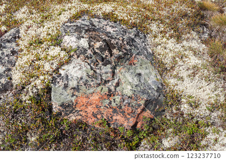 Texture of stone and moss in tundra Texture of stone and moss in tundra 123237710