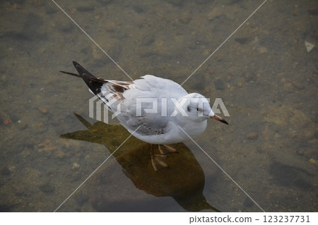 Black-headed gulls migrating to the moat of Nagoya Castle 123237731