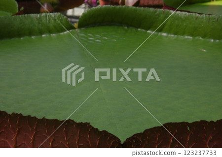 Large Water Lily Leaf 123237733
