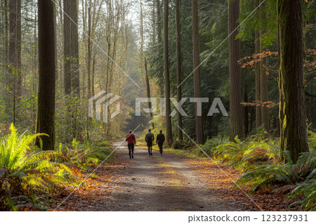 Three people walking on a forest path surrounded by tall trees and ferns. Concept of nature, tranquility, and outdoor activity. For promoting hiking. 123237931