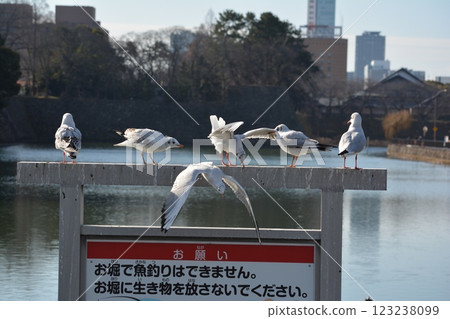Black-headed gulls migrating to the moat of Nagoya Castle Black-headed gulls migrating to the moat of Nagoya Castle 123238099