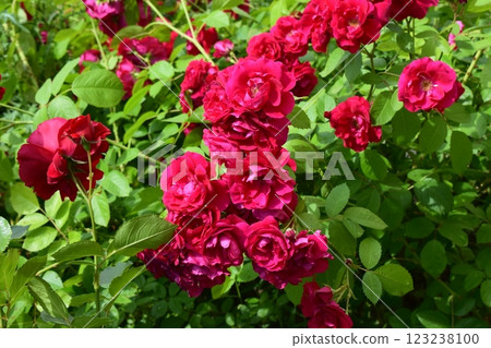 A cluster of vibrant red roses in full bloom, surrounded by lush green leaves. Outdoor Cluster of Vibrant Blooms A cluster of vibrant red roses in full bloom, surrounded by lush green leaves. Outdoor Cluster of Vibrant Blooms 123238100
