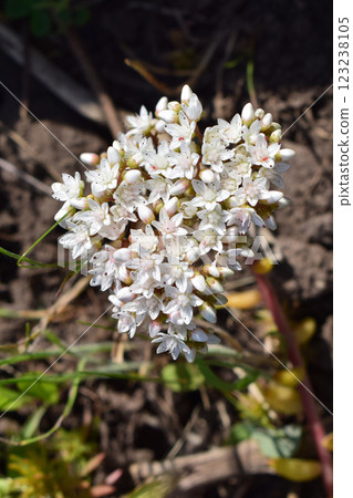 Cluster of small white flowers with numerous petals and tiny dark dots in the center. 123238105