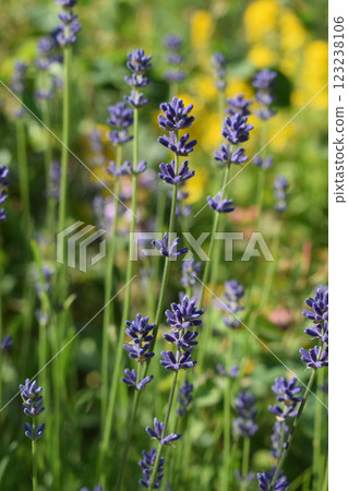 The image shows a lavender field in full bloom. The image shows a lavender field in full bloom. 123238106