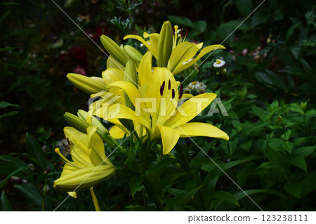 Cluster of Yellow Lilies with Dark Stamen Cluster of Yellow Lilies with Dark Stamen 123238111