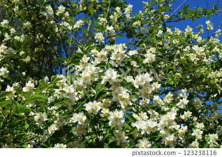 Vibrant Jasmine Blossoms Against Clear Blue Sky 123238116