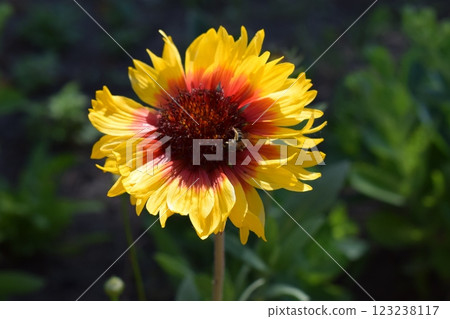 A vibrant Gaillardia flower with a red center and petals that transition from red at the base to yellow at the tips. Gaillardias Fiery Splendor 123238117