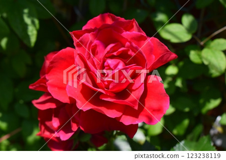 A red rose in full bloom surrounded by closed buds and green leaves. Well-Lit Vibrance of a Single Rose 123238119
