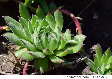 A close-up of a succulent plant with rosette-shaped leaves, displaying shades of green with red tips. Sempervivum tectorum. Rosettes in Sunlight A close-up of a succulent plant with rosette-shaped leaves, displaying shades of green with red tips. Sempervivum tectorum. Rosettes in Sunlight 123238120