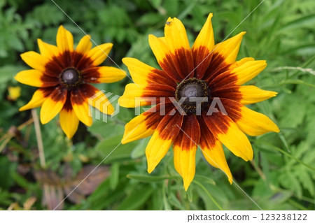 Two vibrant Rudbeckia hirta yellow flowers with dark centers, surrounded by green leaves. Two vibrant Rudbeckia hirta yellow flowers with dark centers, surrounded by green leaves. 123238122