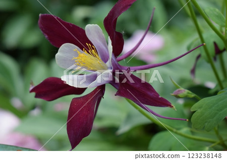 close-up of a columbine flower with deep maroon petals and pale inner petals. Maroon Columbine in Morning Light 123238148