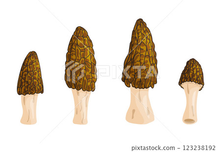 Morel mushrooms set. Edible forest mushroom flat style icon Morel mushrooms set. Edible forest mushroom flat style icon 123238192
