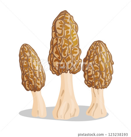 Morel mushrooms set. Edible forest mushroom flat style icon Morel mushrooms set. Edible forest mushroom flat style icon 123238193