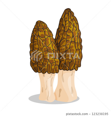 Morel mushrooms set. Edible forest mushroom flat style icon Morel mushrooms set. Edible forest mushroom flat style icon 123238195