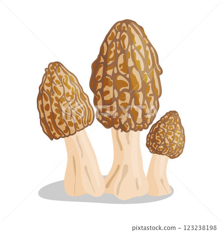 Morel mushrooms set. Edible forest mushroom flat style icon Morel mushrooms set. Edible forest mushroom flat style icon 123238198