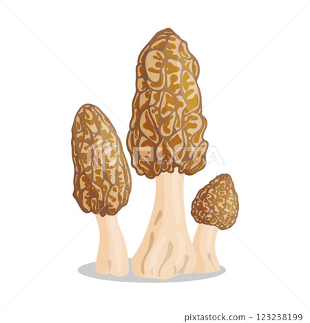 Morel mushrooms set. Edible forest mushroom flat style icon Morel mushrooms set. Edible forest mushroom flat style icon 123238199
