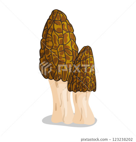 Morel mushrooms set. Edible forest mushroom flat style icon 123238202