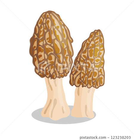 Morel mushrooms set. Edible forest mushroom flat style icon 123238203
