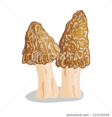 Morel mushrooms set. Edible forest mushroom flat style icon Morel mushrooms set. Edible forest mushroom flat style icon 123238204