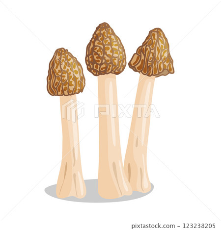 Morel mushrooms icon set. Edible Verpa bohemica forest mushroom flat style icon Morel mushrooms icon set. Edible Verpa bohemica forest mushroom flat style icon 123238205