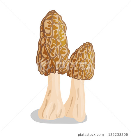 Morel mushrooms set. Edible forest mushroom flat style icon Morel mushrooms set. Edible forest mushroom flat style icon 123238206