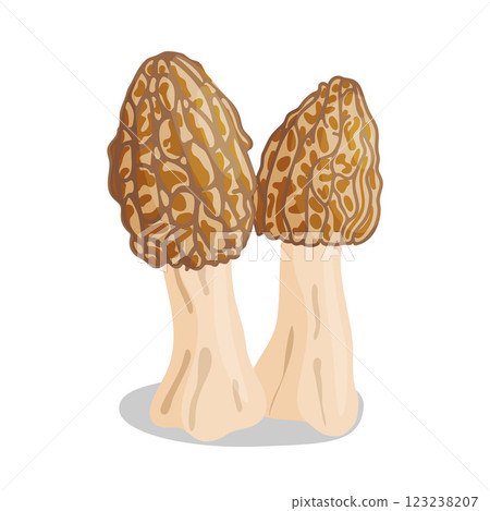 Morel mushrooms set. Edible forest mushroom flat style icon 123238207