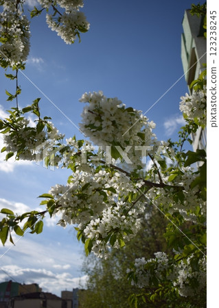 Serene Spring Scene with Vibrant Blossoms 123238245