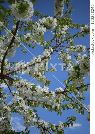 Spring's Awakening: White Blossoms Against a Blue Sky 123238246
