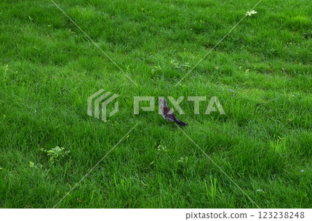 A lone bird (robin thrush) sits on a large field of green grass. A lone bird (robin thrush) sits on a large field of green grass. 123238248