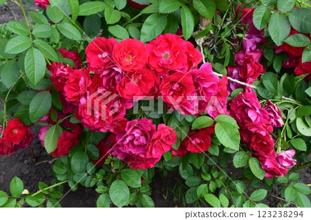 A cluster of vibrant red roses in full bloom, surrounded by lush green leaves. Rich Red Roses in Lush Greenery 123238294