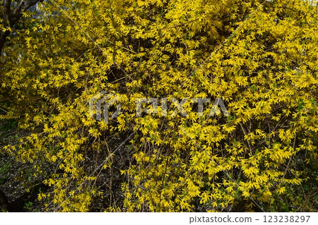 Forsythia flowers in sunny day. Nature soft selective focus blurred background Forsythia flowers in sunny day. Nature soft selective focus blurred background 123238297
