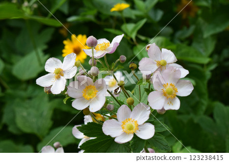 A cluster of white flowers with yellow centers, surrounded by green foliage. 123238415