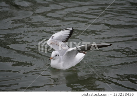 Black-headed gulls migrating to the moat of Nagoya Castle 123238436