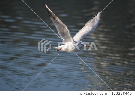 Black-headed gulls migrating to the moat of Nagoya Castle Black-headed gulls migrating to the moat of Nagoya Castle 123238446