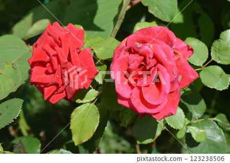 Two red roses in full bloom, surrounded by green leaves. Red Roses in Full Bloom Two red roses in full bloom, surrounded by green leaves. Red Roses in Full Bloom 123238506