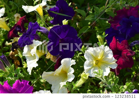 Colorful Petunias in a Well-Maintained Garden Colorful Petunias in a Well-Maintained Garden 123238511