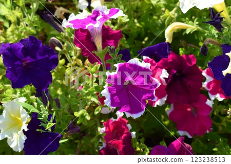 Vibrant Petunia Flower Bed in Full Bloom Vibrant Petunia Flower Bed in Full Bloom 123238513