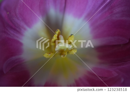 A macro photograph of the interior of a flower, a tulip. Fine Details of Tulip's Core 123238518