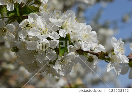 Nature's Beauty: A Close-Up of White Blossoms Nature's Beauty: A Close-Up of White Blossoms 123238522