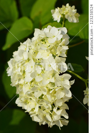 A bouquet of hydrangea flowers, white in color, mostly intact, with some having slightly brown edges. A bouquet of hydrangea flowers, white in color, mostly intact, with some having slightly brown edges. 123238524