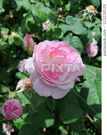 ? close-up of a pink rose, with well-defined, delicate petals. 123238529