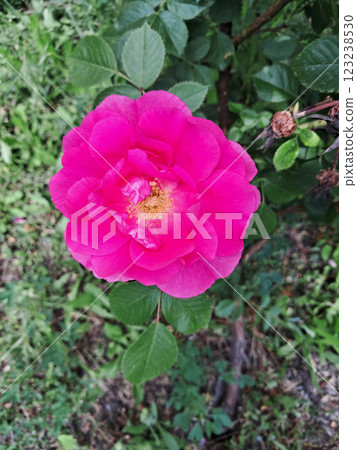 A vibrant pink rose in full bloom, surrounded by lush green leaves. 123238530