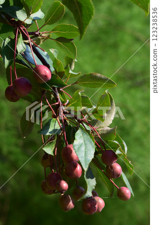 A branch with green leaves and small dark red fruits, hanging in clusters. Clustered Red Fruits Amongst Greenery A branch with green leaves and small dark red fruits, hanging in clusters. Clustered Red Fruits Amongst Greenery 123238536