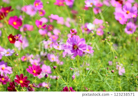 cute cosmos flowers 123238571