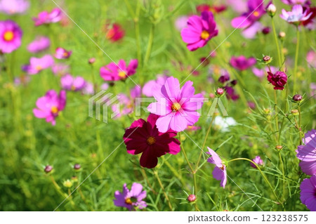 cute cosmos flowers 123238575