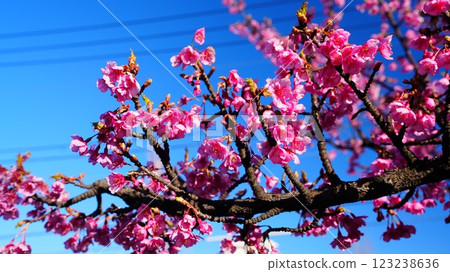 Pink Kawazu cherry blossoms shining against the blue sky / Yokojikkengawa Waterfront Park Pink Kawazu cherry blossoms shining against the blue sky / Yokojikkengawa Waterfront Park 123238636