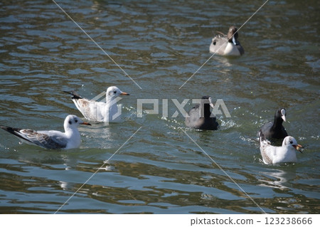 Black-headed gulls migrating to the moat of Nagoya Castle Black-headed gulls migrating to the moat of Nagoya Castle 123238666