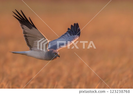 A male brown harrier flies leisurely in the morning sun against the backdrop of a barley field in winter. 123238768