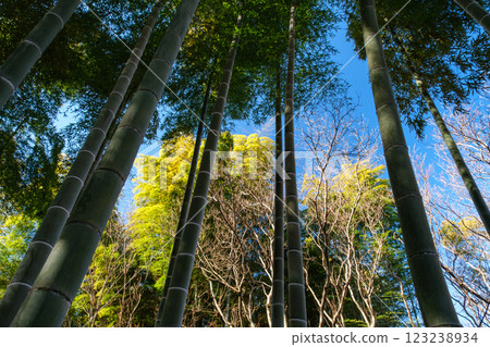 Shade of bamboo grove 123238934