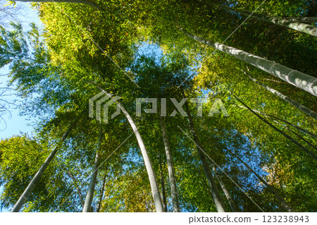 藍藍的天空,在竹林 藍藍的天空,在竹林 123238943